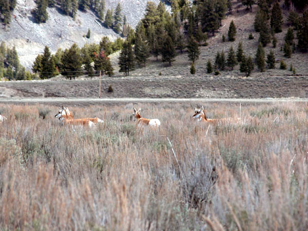 Local Antelope grazing on property