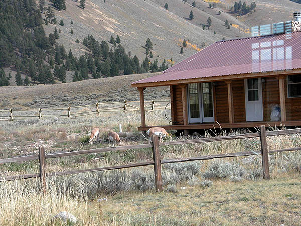 Antelope grazing outside of Guest Lodge